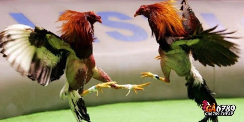 Điểm nổi bật tạo nên sự hấp dẫn của môn thể thao này